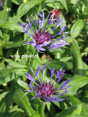Centaurea montana 'Grandiflora'