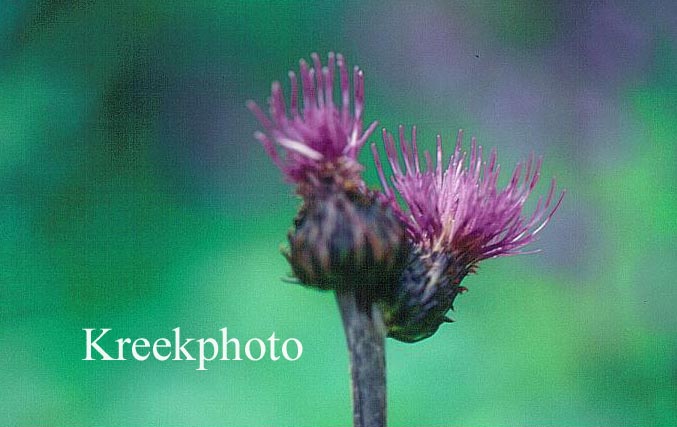 Centaurea scabiosa