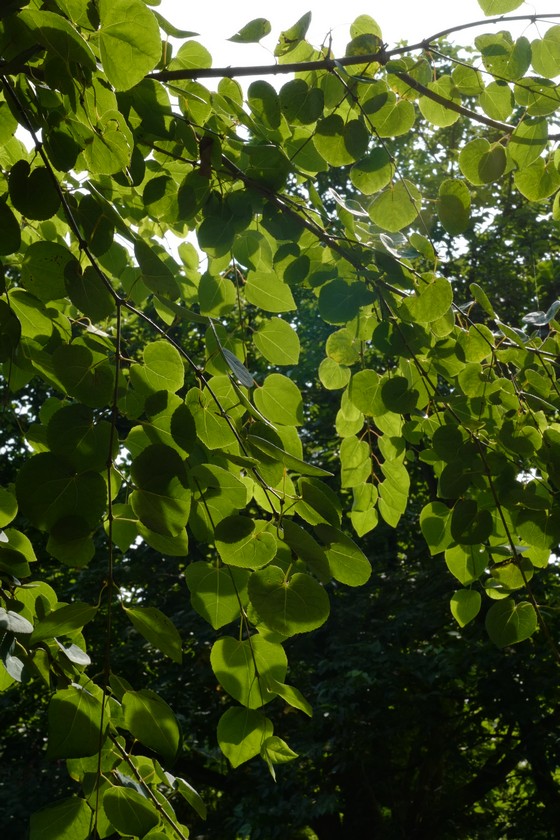 Cercidiphyllum japonicum 'Boyd's Dwarf'