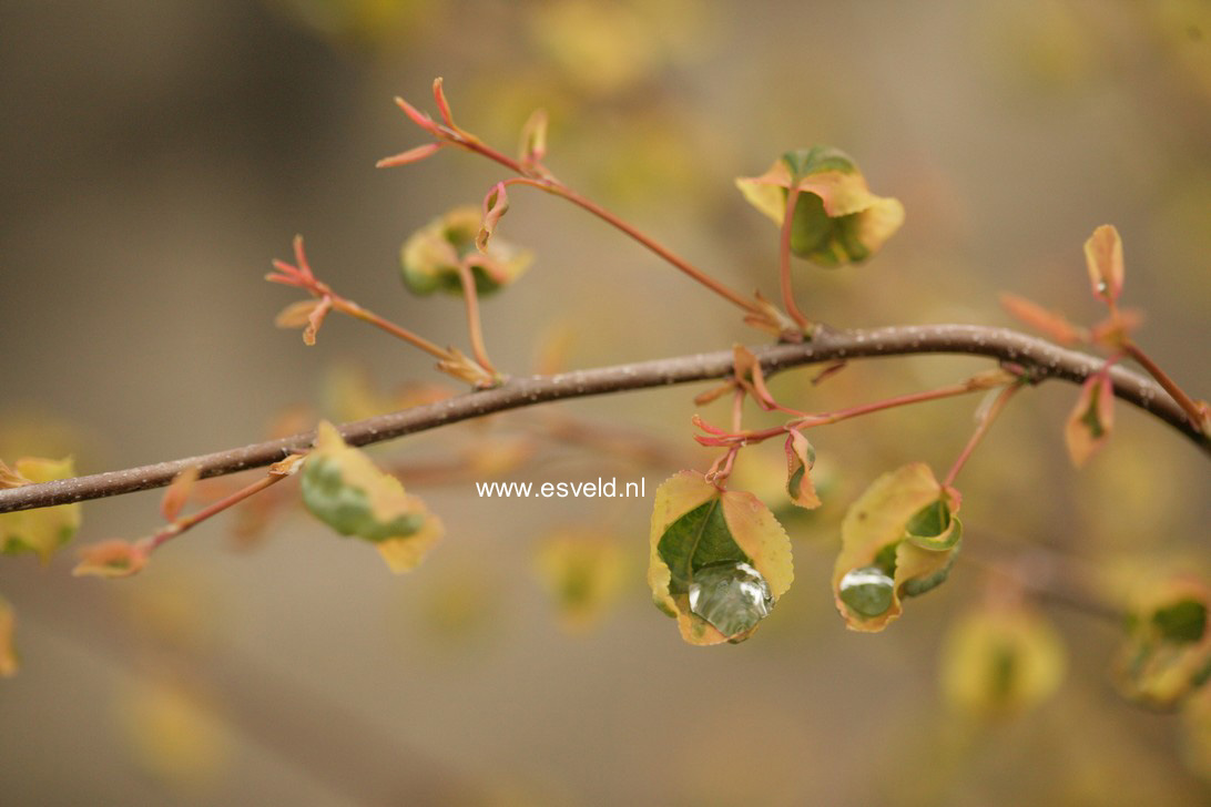 Cercidiphyllum japonicum 'Chameleon'