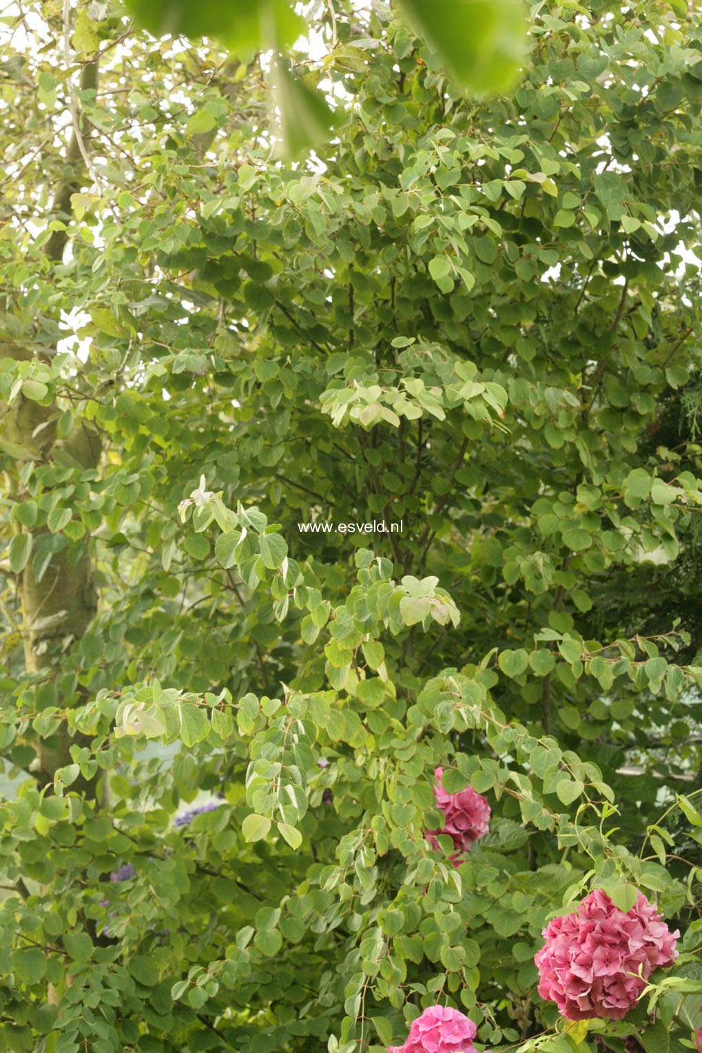 Cercidiphyllum japonicum 'Krukenberg Dwarf'