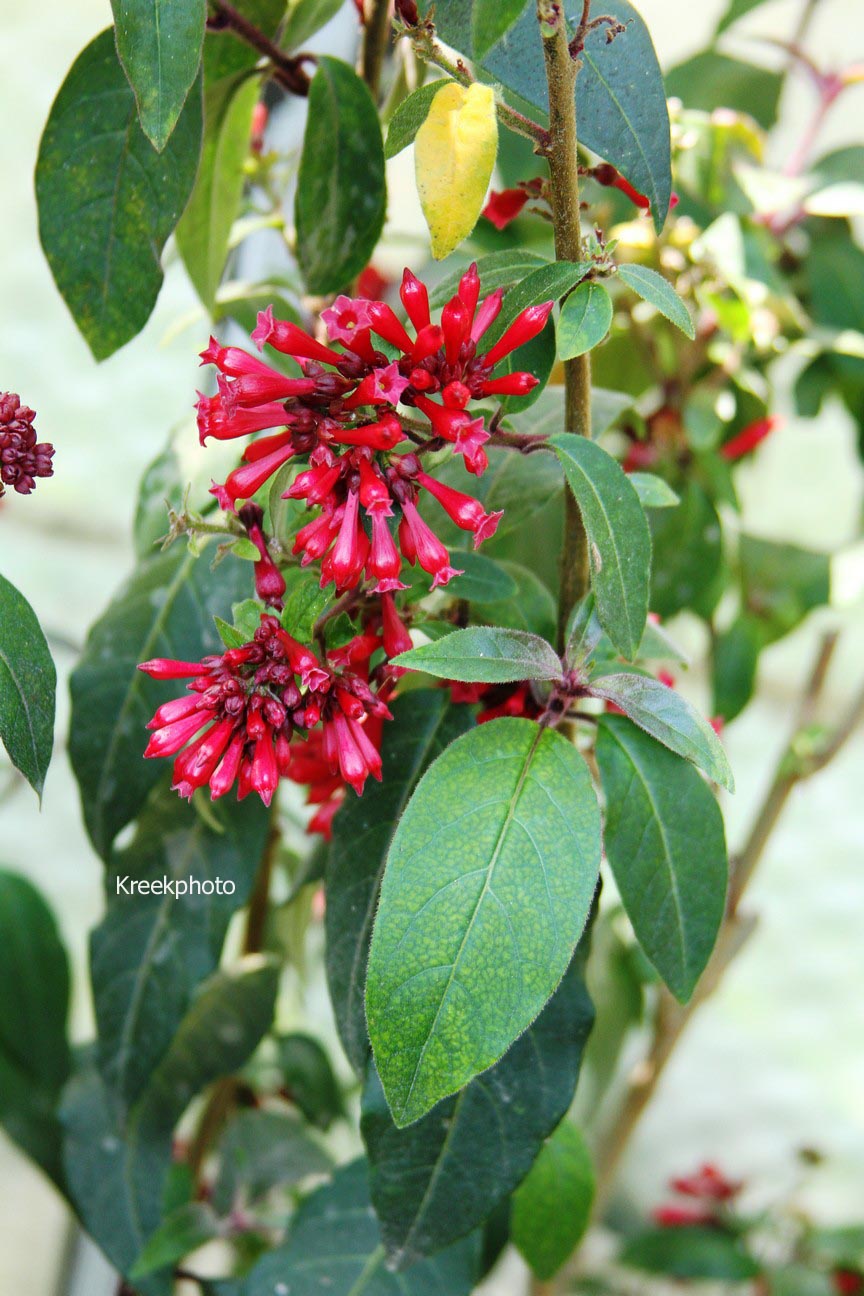 Cestrum elegans