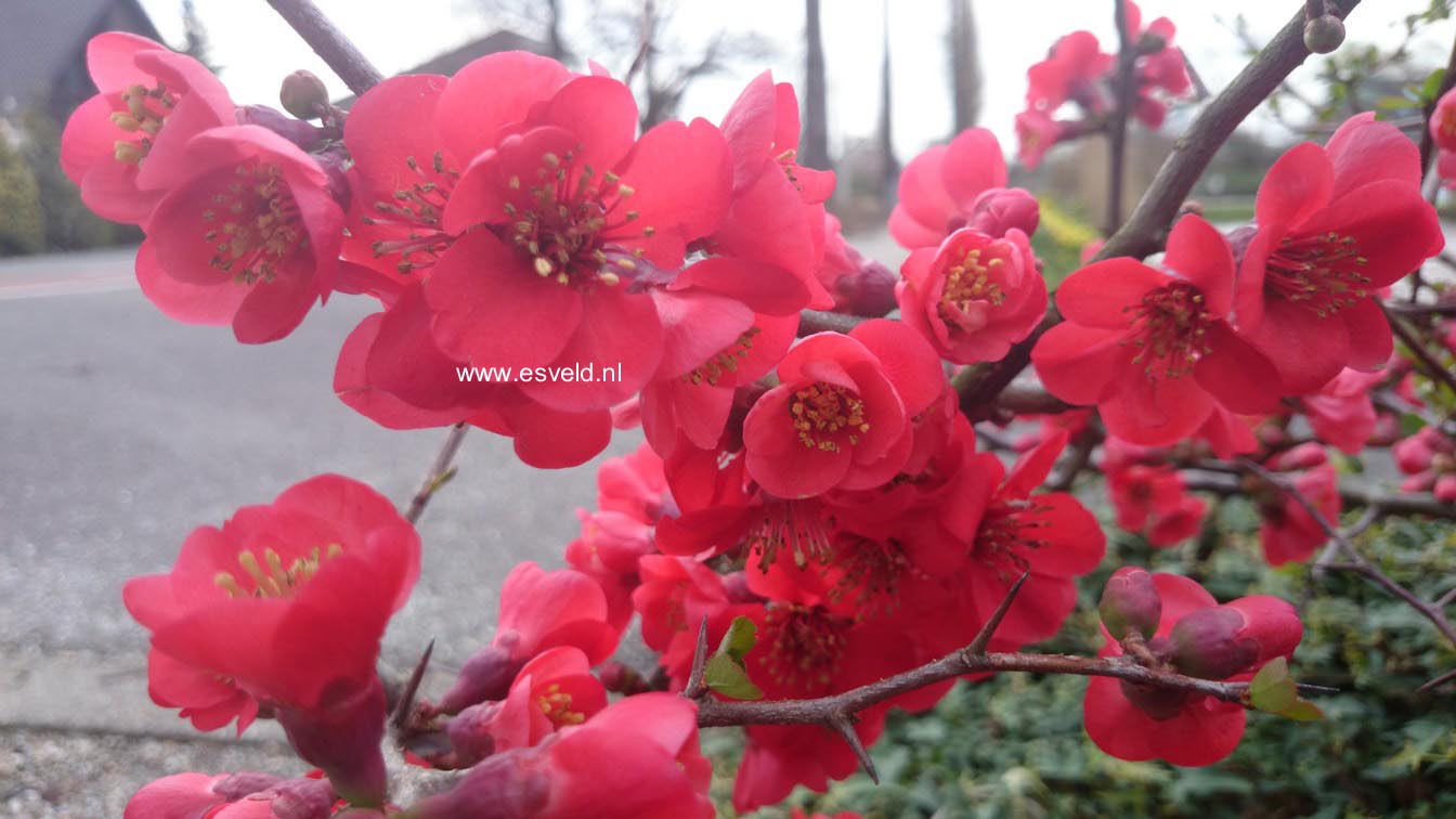 Chaenomeles speciosa