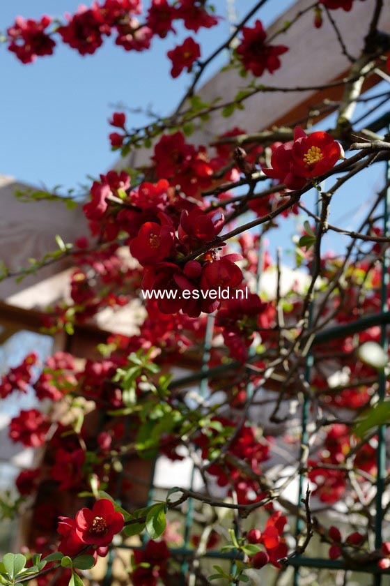 Chaenomeles superba 'Crimson & Gold'