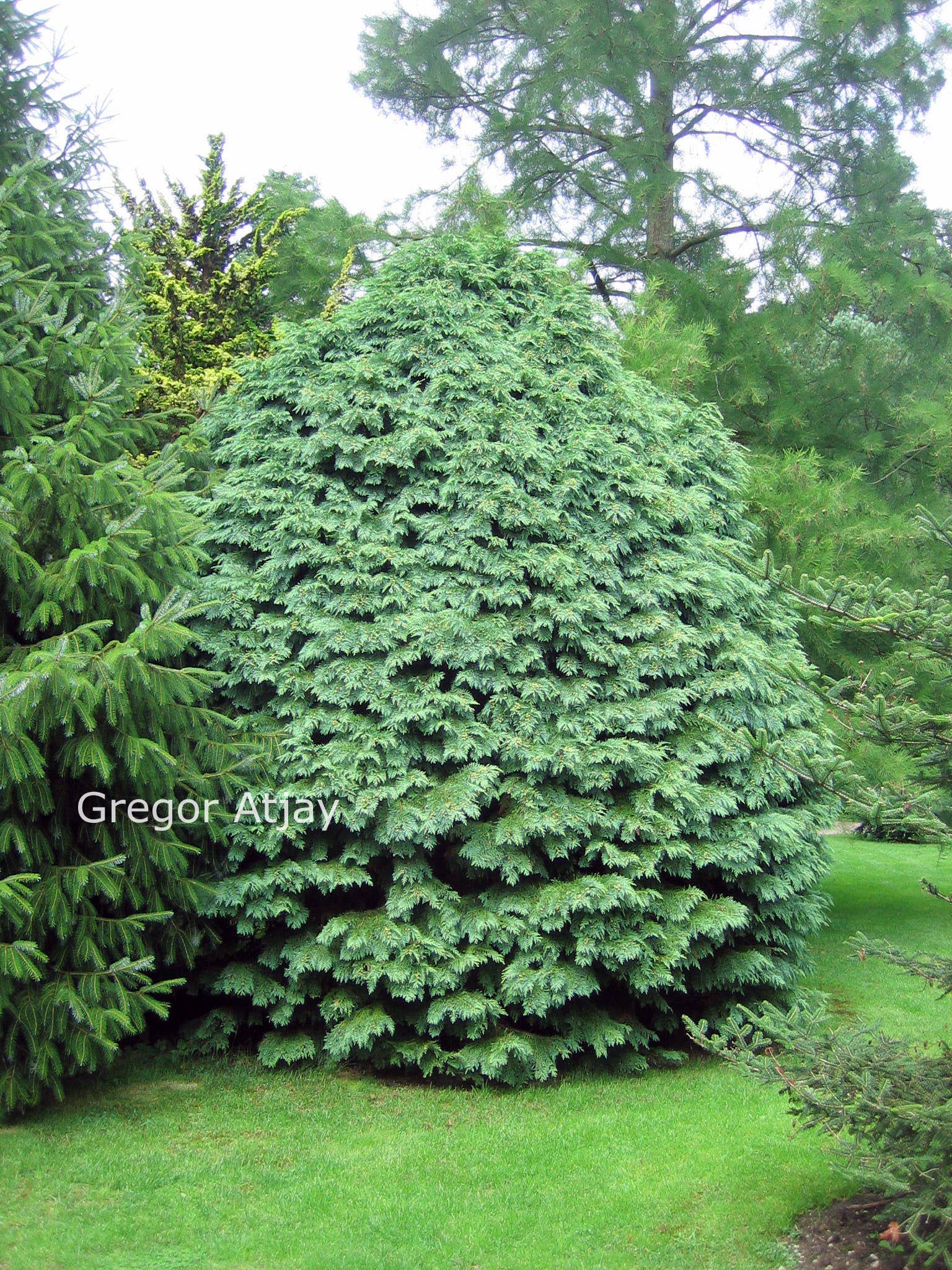 Chamaecyparis lawsoniana 'Globosa'
