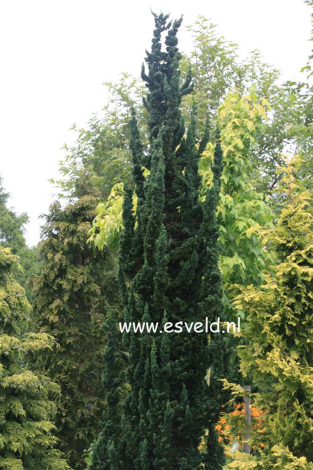 Chamaecyparis lawsoniana 'Wissel's Saguaro'
