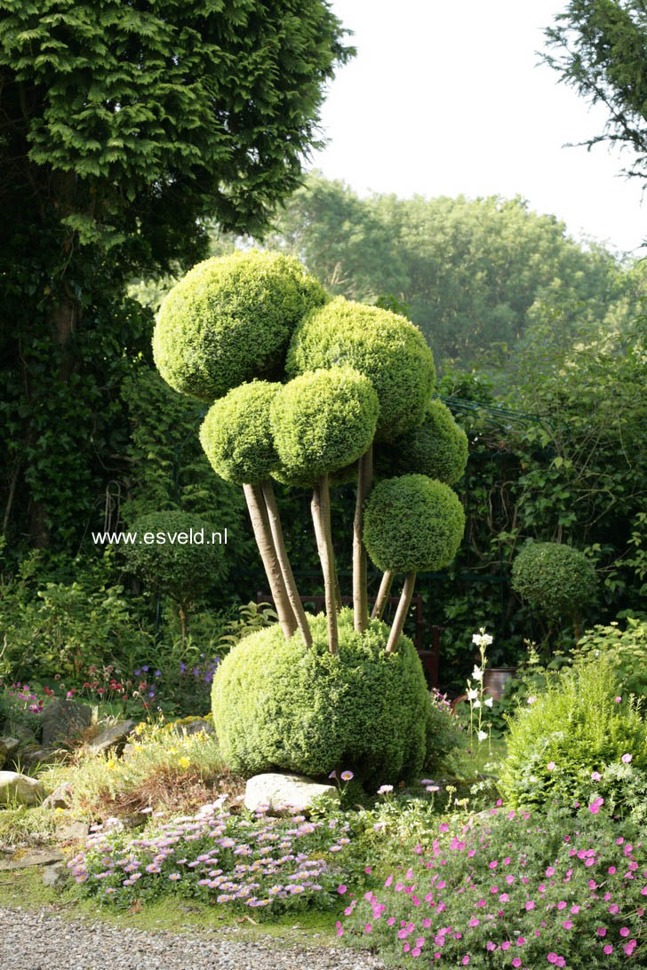 Chamaecyparis lawsoniana