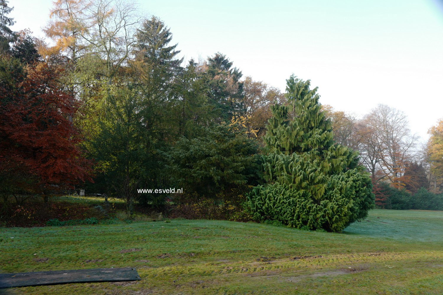 Chamaecyparis nootkatensis 'Pendula'
