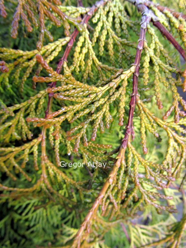 Chamaecyparis obtusa 'Chimani-hiba'