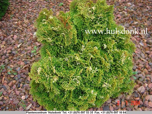 Chamaecyparis obtusa 'Tonia'