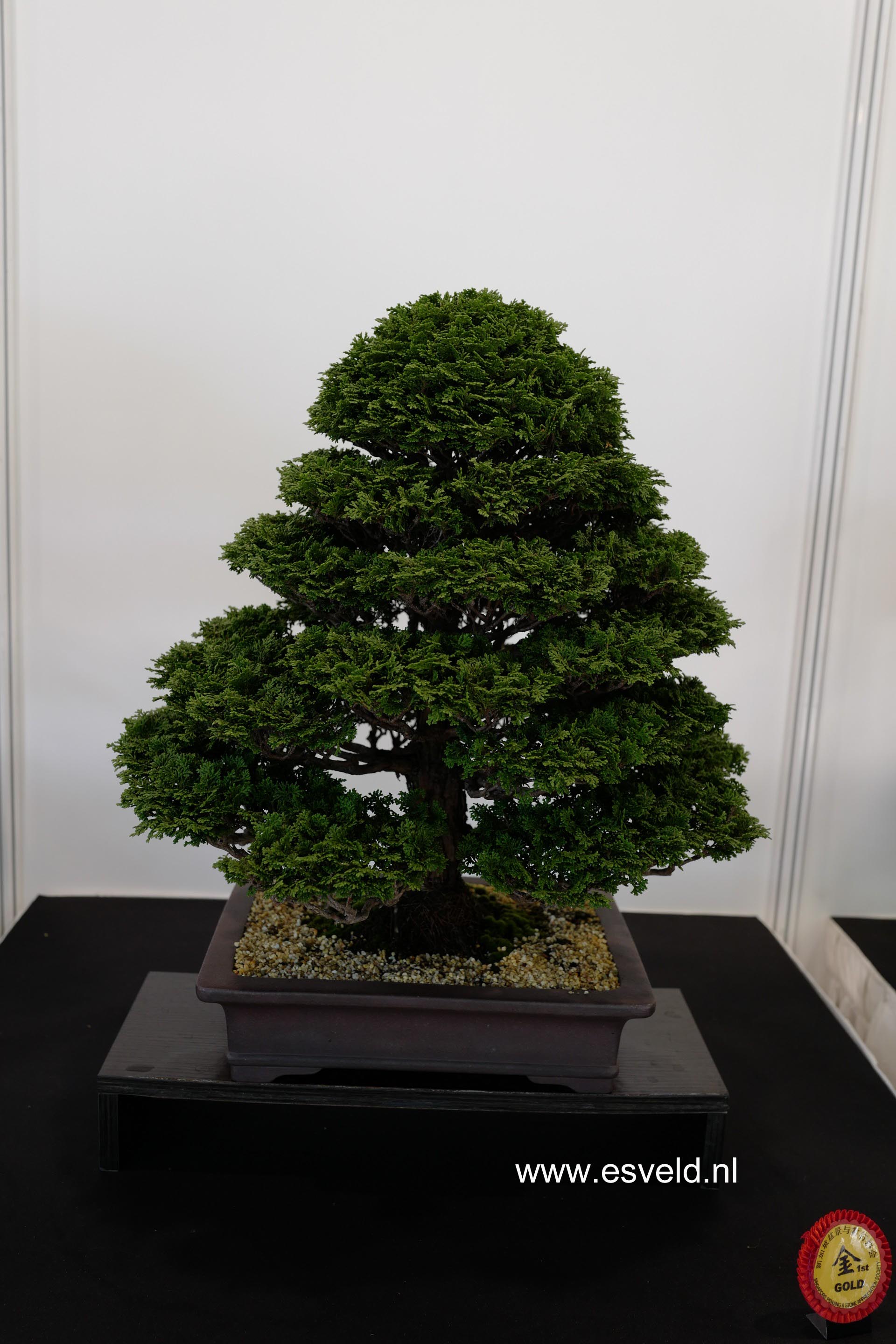 Chamaecyparis obtusa