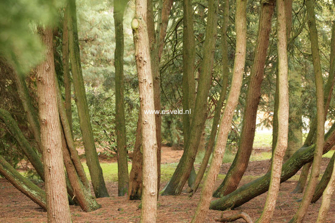 Chamaecyparis pisifera 'Filifera'