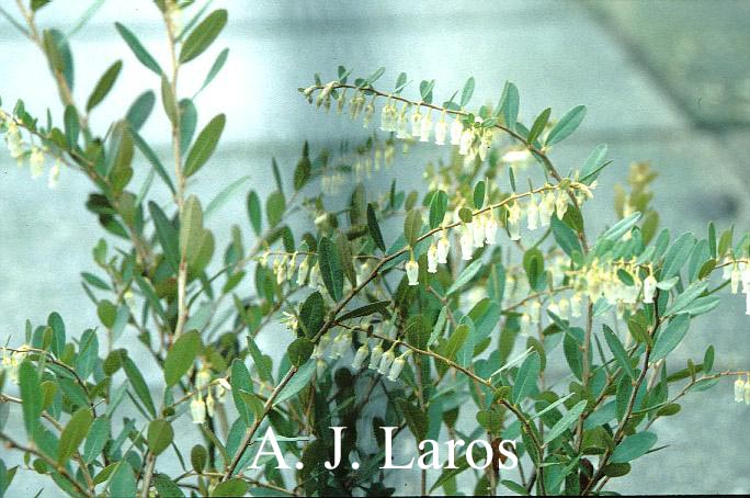 Chamaedaphne calyculata