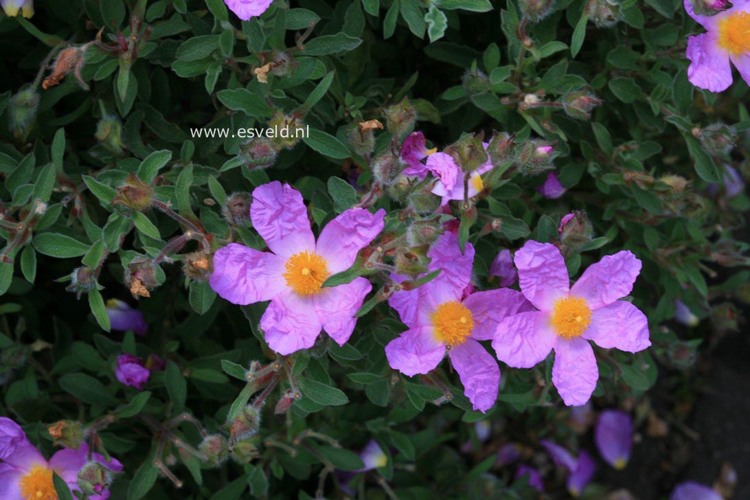 Cistus creticus