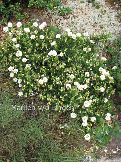Cistus ladanifer