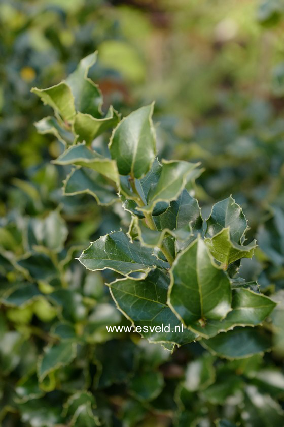 Citronella mucronata