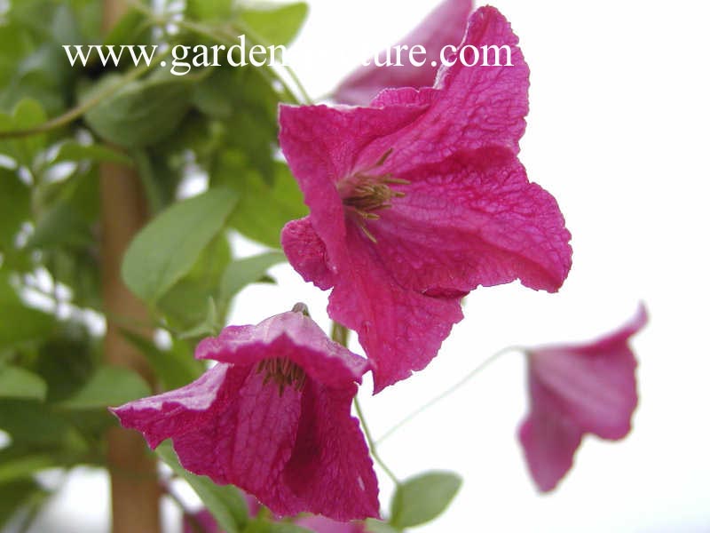 Clematis 'Abundance'