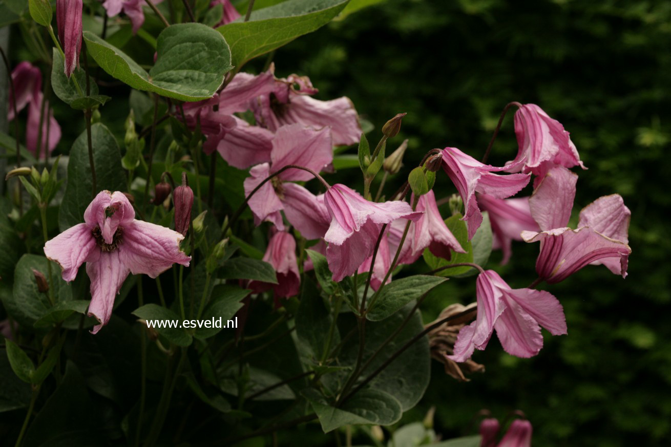 Clematis 'Aljonushka'