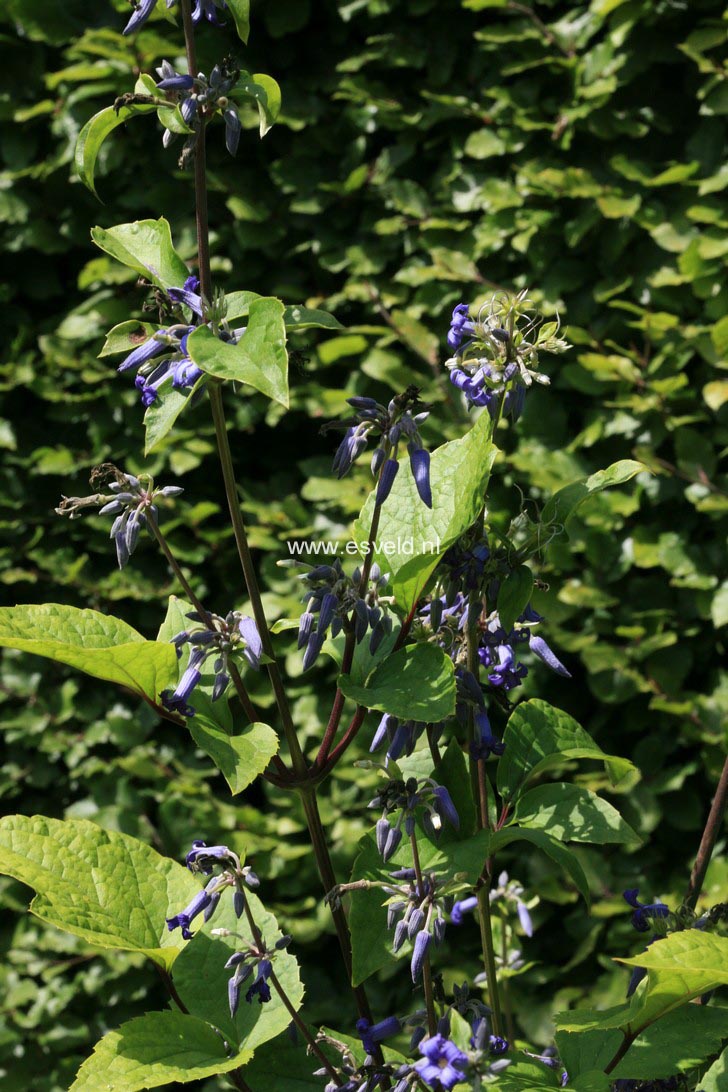 Clematis 'Cote d'Azur'