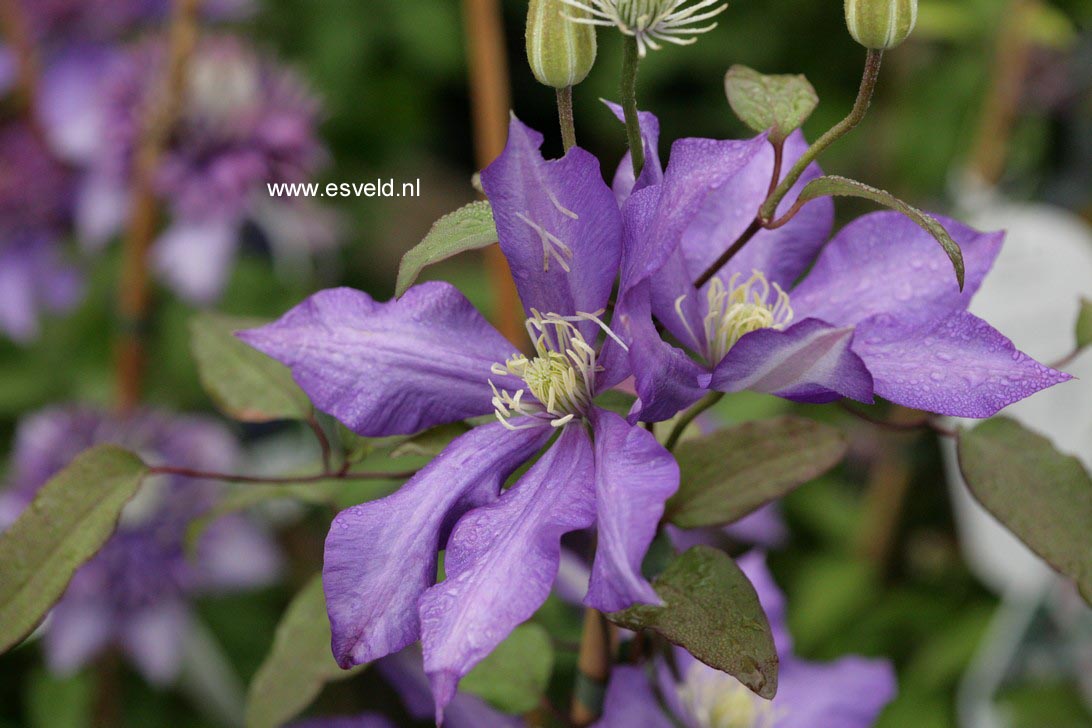 Clematis 'Daniel Deronda'
