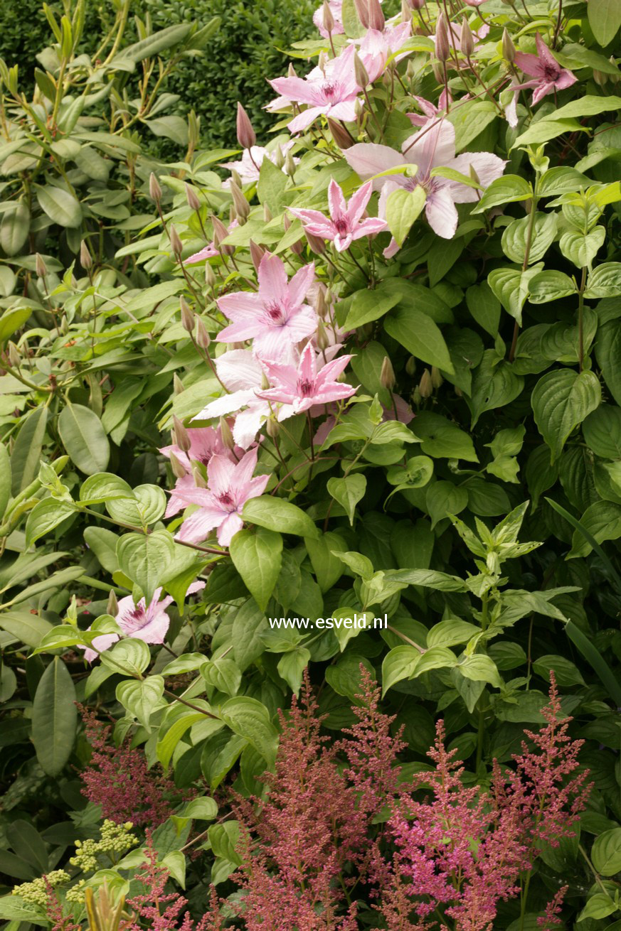 Clematis 'Hagley Hybrid'