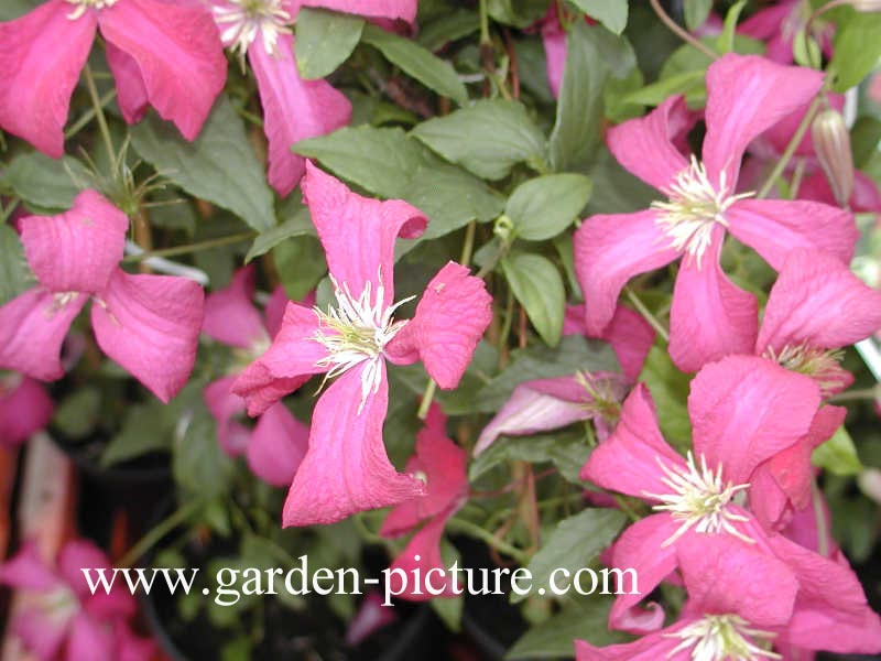 Clematis 'Madame Julia Correvon'