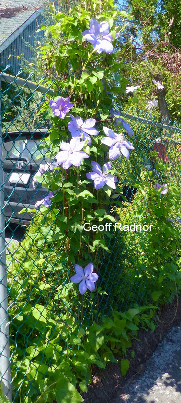Clematis 'Mrs. Cholmondeley'