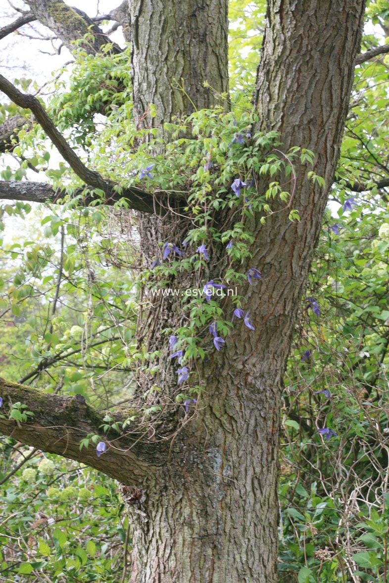 Clematis 'Pamela Jackman'