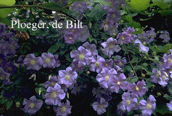 Clematis 'Perle d'Azur'