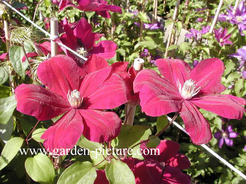 Clematis 'Rouge Cardinal'