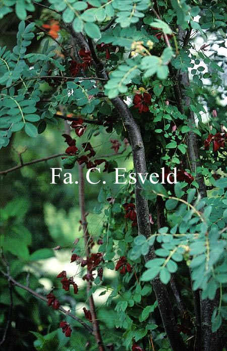 Clematis 'Royal Velours'