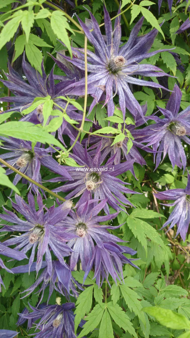Clematis 'Zospi' (SPIKY)