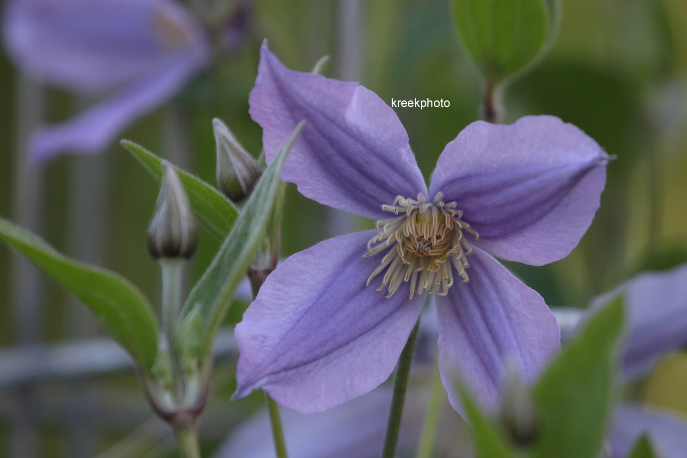 Clematis 'Zostarri' (STAR RIVER)