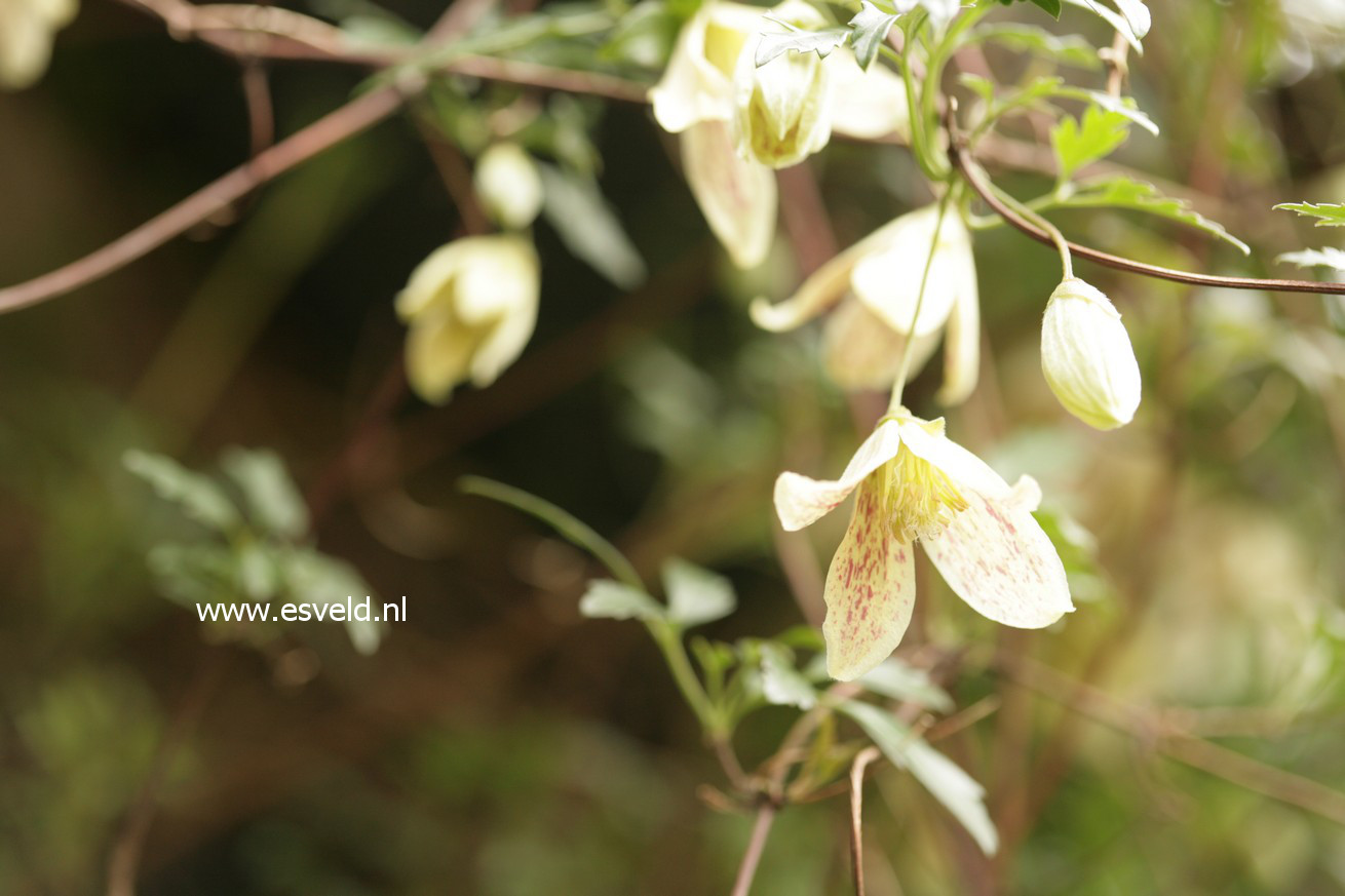 Clematis cirrhosa var. balearica