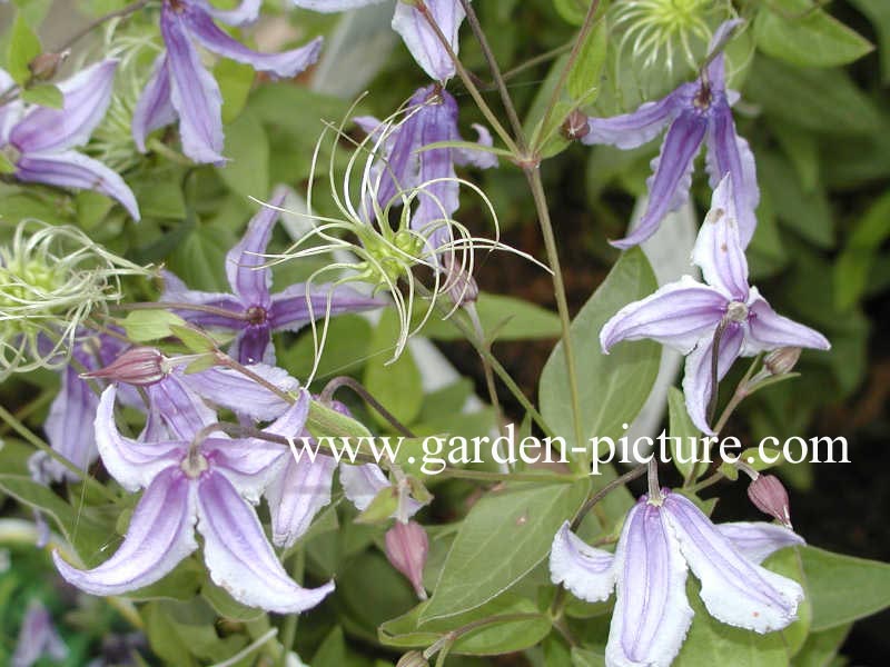 Clematis integrifolia