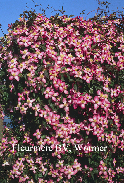 Clematis montana 'Freda'