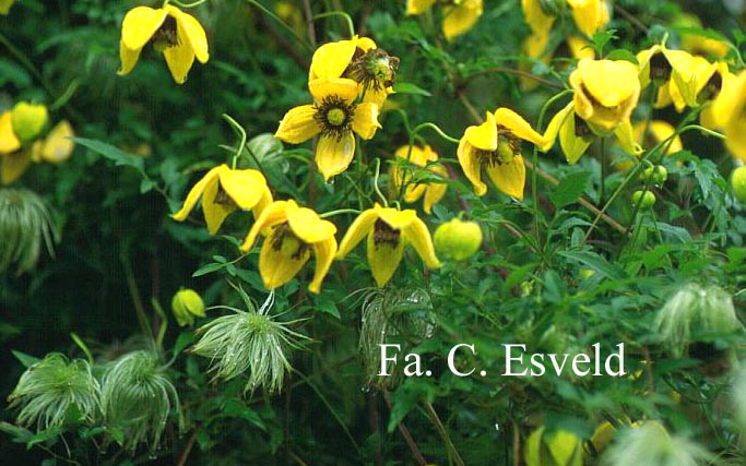 Clematis tibetana tangutica