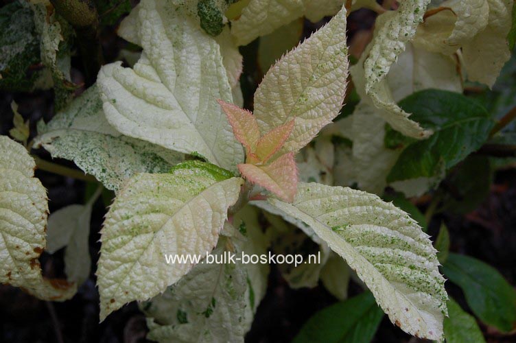 Clethra alnifolia 'Creel's Callico'