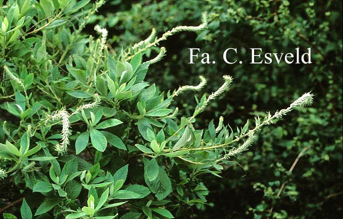 Clethra tomentosa 'Cottondale'