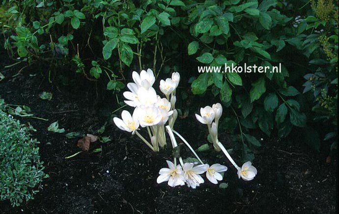 Colchicum autumnale