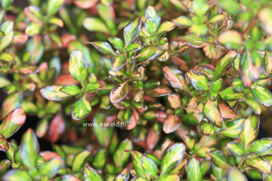 Coprosma 'Evening Glow'