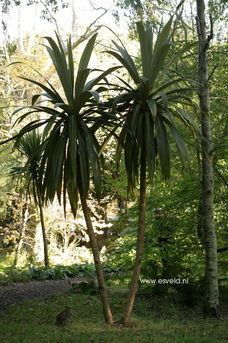 Cordyline indivisa