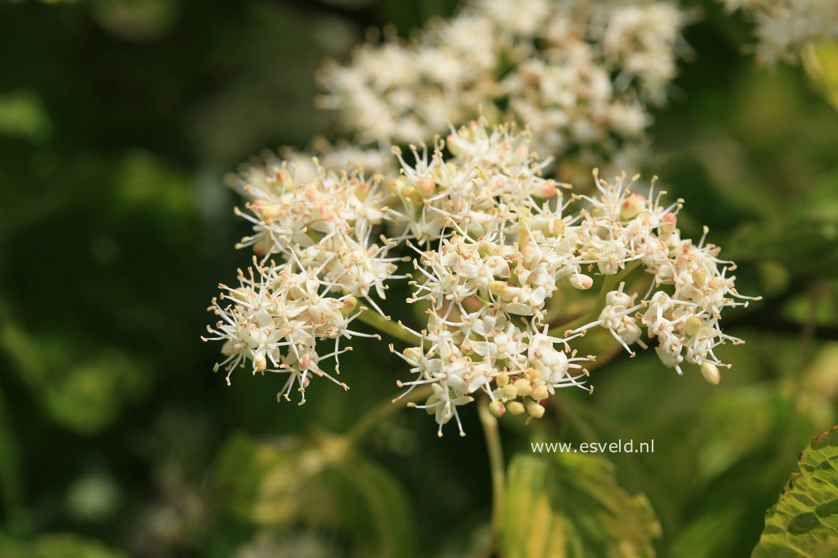 Cornus alternifolia 'Yellow Spring'