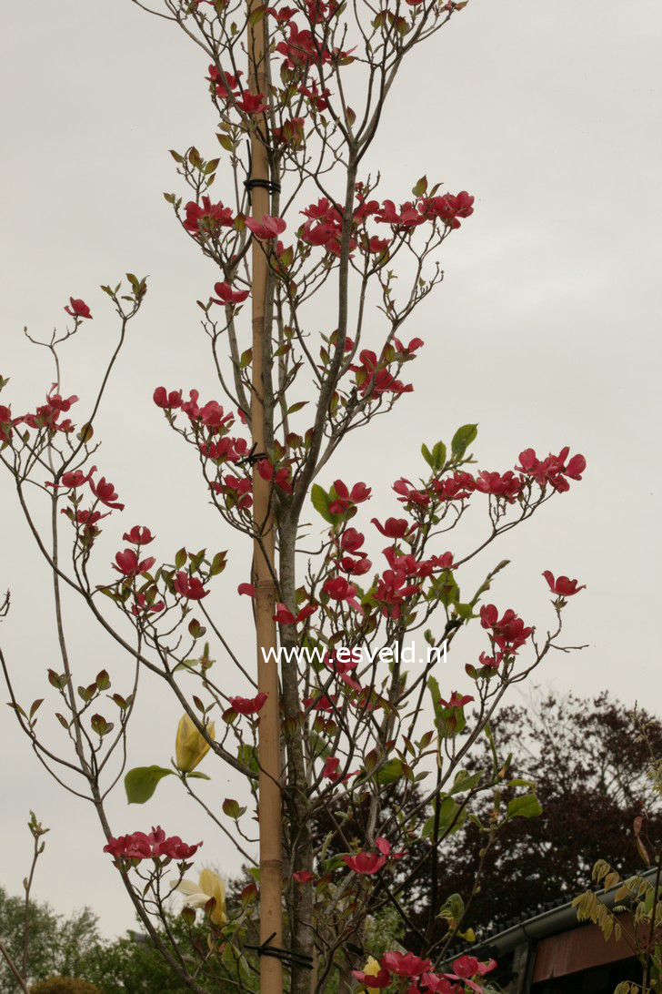 Cornus florida 'Red Giant'
