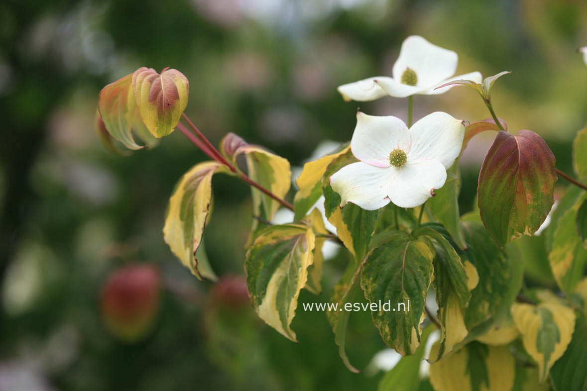 Cornus kousa 'Annelies'