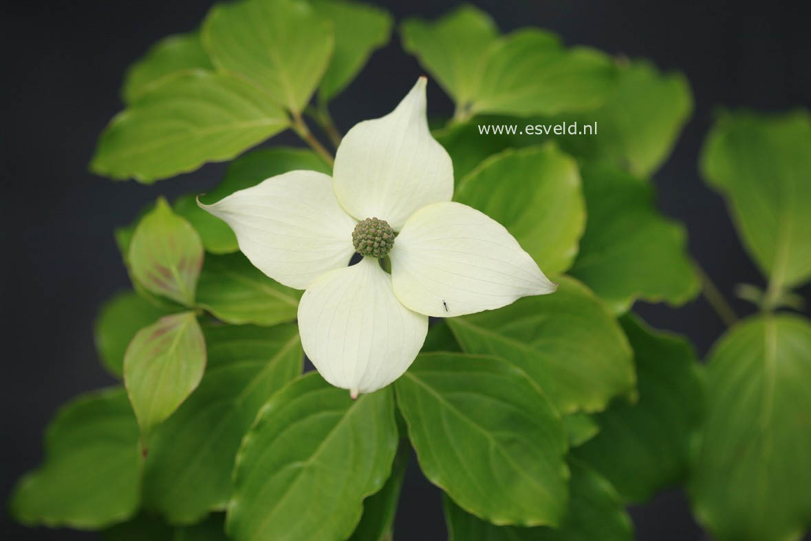 Cornus kousa 'Bultinck's Beauty'