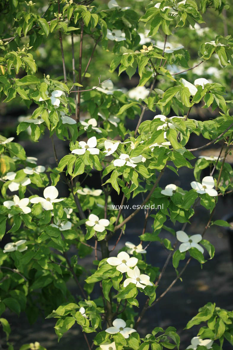 Cornus kousa 'KN4-43' (STARLIGHT)