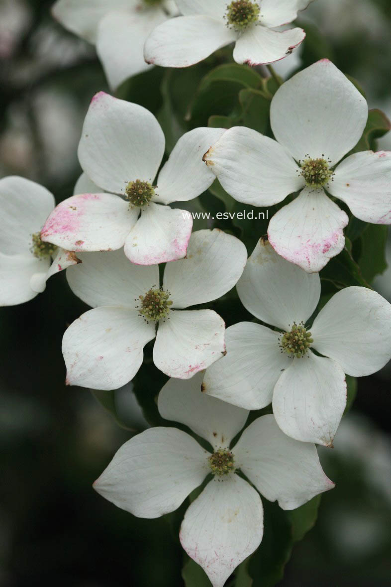 Cornus kousa 'Kreuzdame'