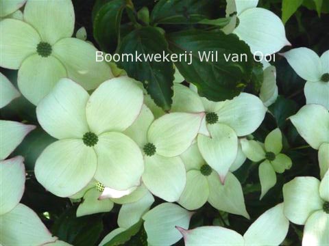 Cornus kousa 'Miss Petty'