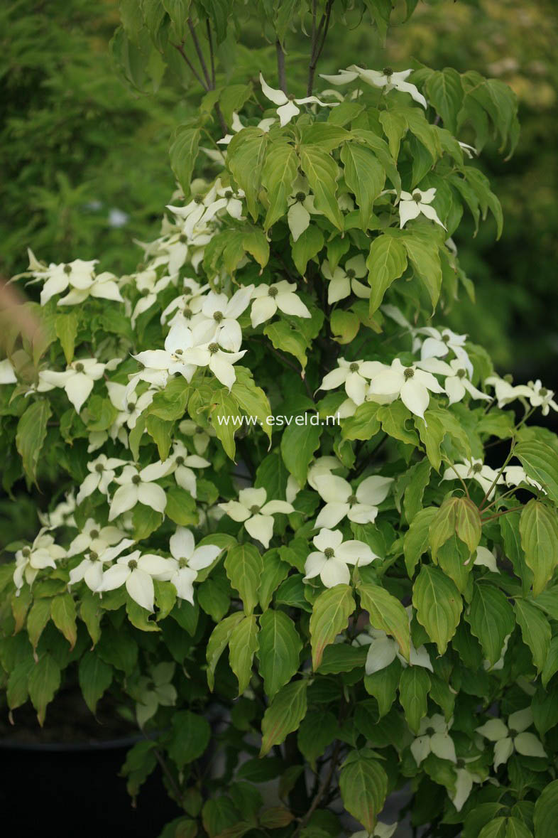 Cornus kousa 'Nicole'